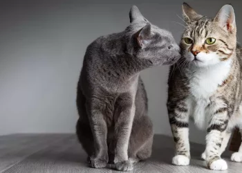 cats 1