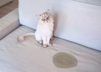 Why Your Healthy Cat Is Peeing Everywhere?
