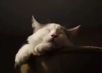 How Does a House Cat Get Tapeworms