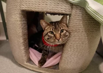 Millennium Park Stray Cat Finds Forever Home with Indiana Resident Who Met Him Ice Skating
