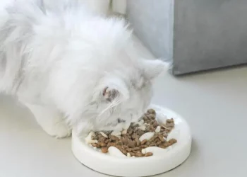 6 Suitable Food for Cats with Irritable Bowel Syndrome
