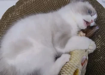 What Is the Purpose of a Cat Shelter