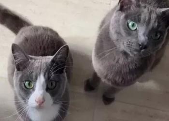 South Philly Family Searches for Cat Stolen by Teenagers