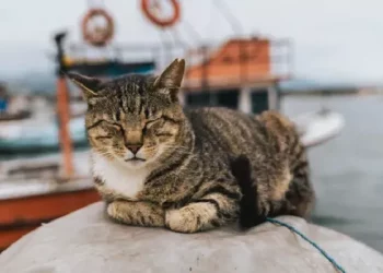 Study Reveals the First Known Domestic Cats in the U.S. Died