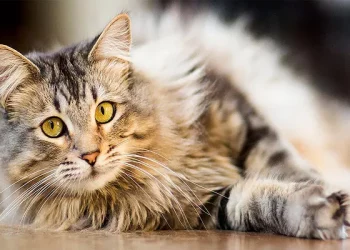 How Many Ounces of Wet Food Should You Feed a Kitten?