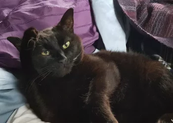 Why Are Catteries Bad for Cats?